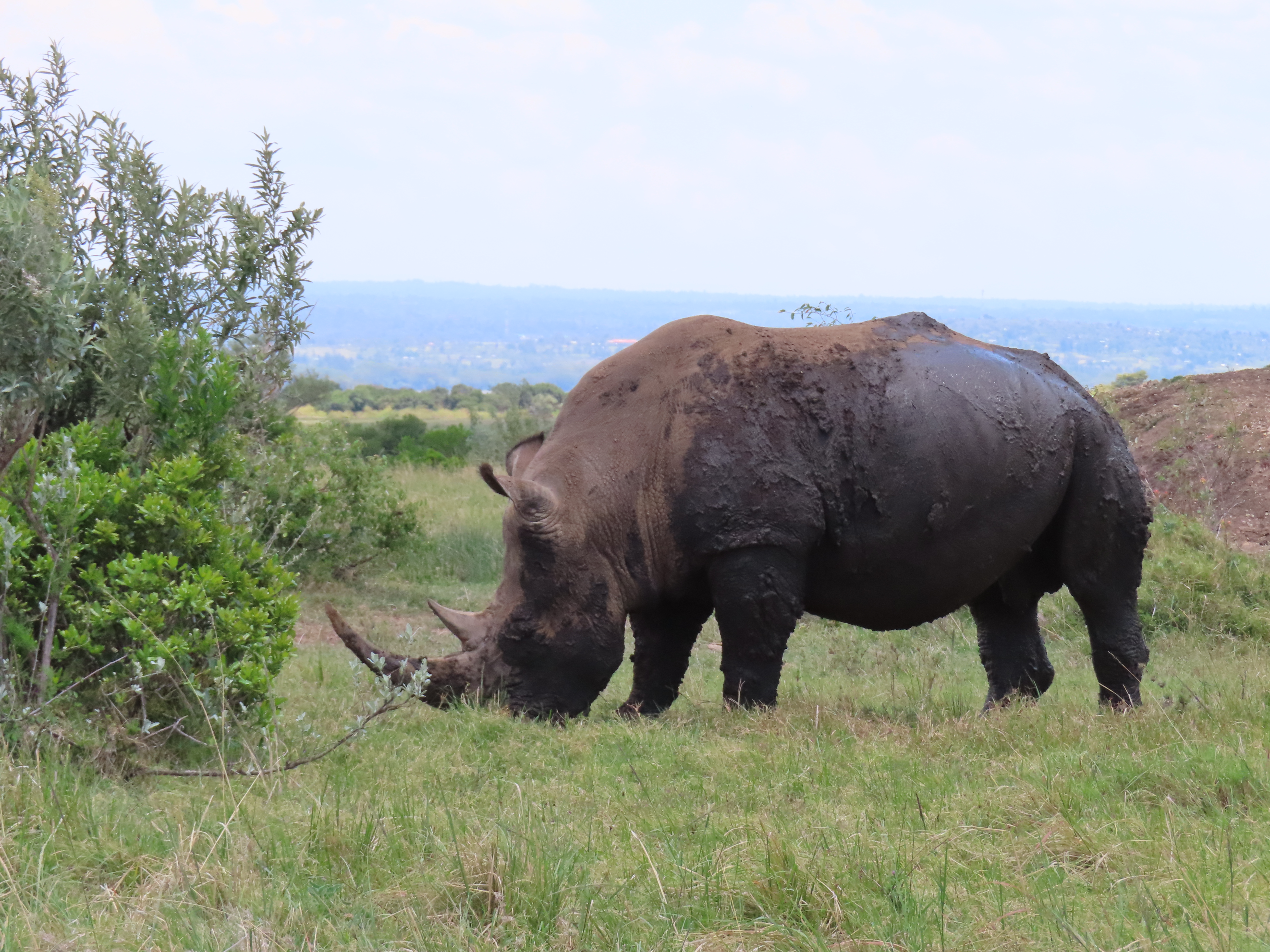 Rhino in a field